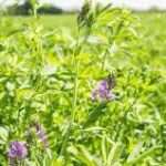 Fare frumento in Friuli: qualche ragionamento sulla rotazione delle colture