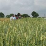 Grano, pane e rotazione: le leguminose