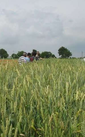 Grano, pane e rotazione: le leguminose
