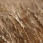 Frumento e pane:  quarta puntata, ancora la rotazione!