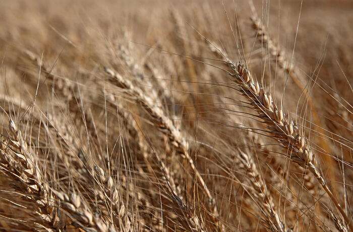 Frumento e pane: quarta puntata, ancora la rotazione!