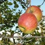 Nasce la rete Bio Mela FVG, uno strumento in più per portare il buon bio friulano sulle nostre tavole!