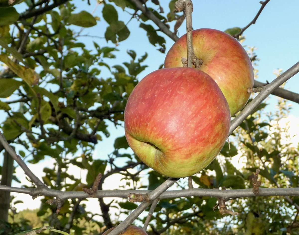Nasce la rete Bio Mela FVG, uno strumento in più per portare il buon bio friulano sulle nostre tavole!