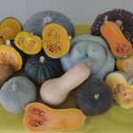 30.10.2025 Orticoltura biologica – campo catalogo zucche biologiche