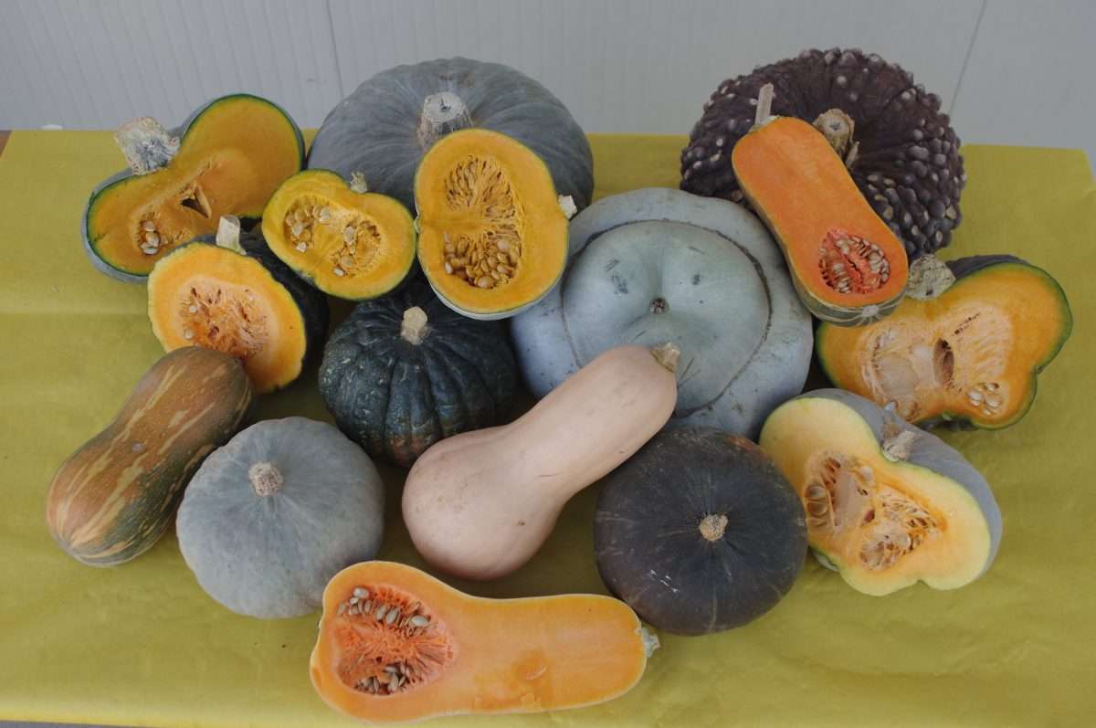 30.10.2025 Orticoltura biologica – campo catalogo zucche biologiche
