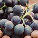 SITEVI 25/27 novembre 2025 Montpellier