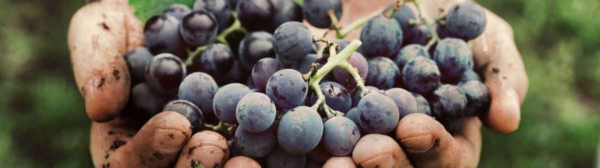 SITEVI 25/27 novembre 2025 Montpellier