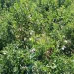 Frumento e pane, quinta puntata