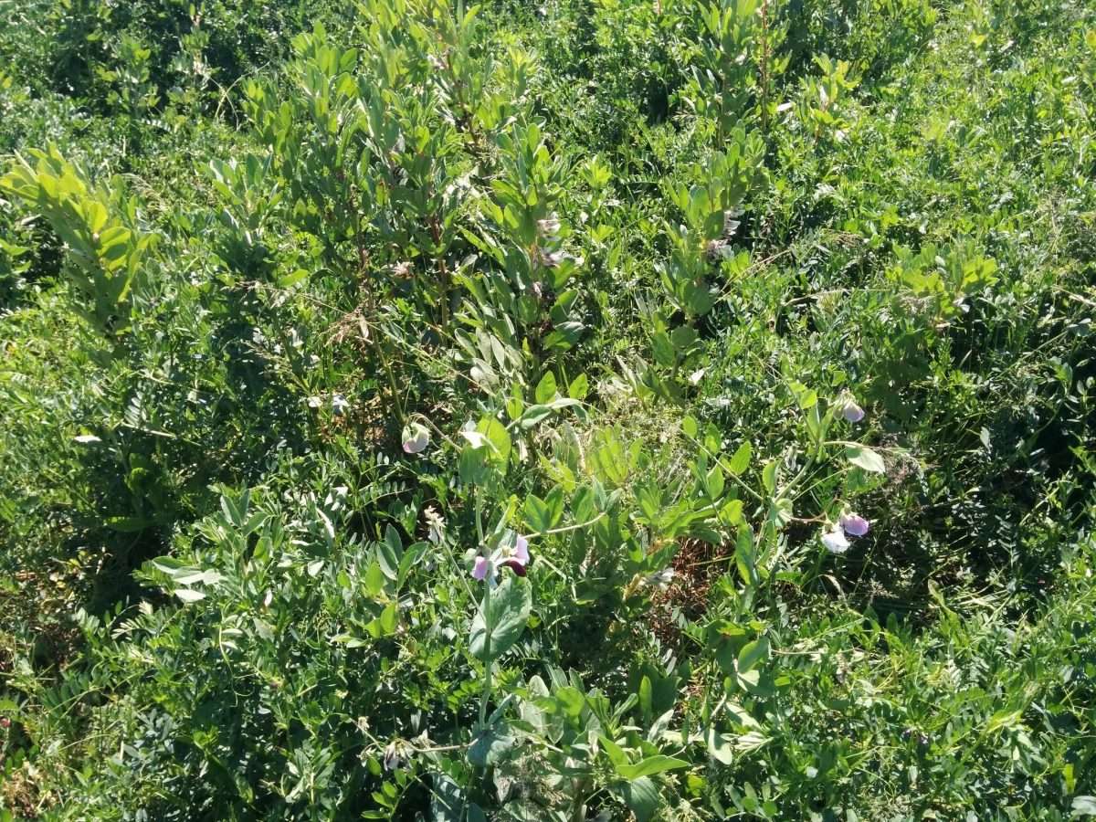 Frumento e pane, quinta puntata