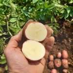 11.12.2025 – Coltura Biologica della Patata, incontro tecnico online