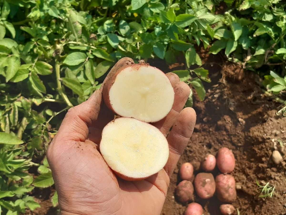 11.12.2025 – Coltura Biologica della Patata, incontro tecnico online