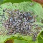 Incontro in azienda. Biocontrollo degli afidi in melicoltura: esperienze in FVG.