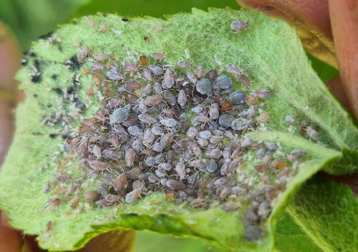 Incontro in azienda. Biocontrollo degli afidi in melicoltura: esperienze in FVG.