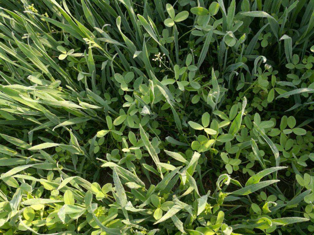 Frumento e pane: sesta puntata, le trasemine