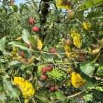 18.12.2025 –  GLOMERELLA & ABR: gravi emergenze per il biologico. Come difendersi ?