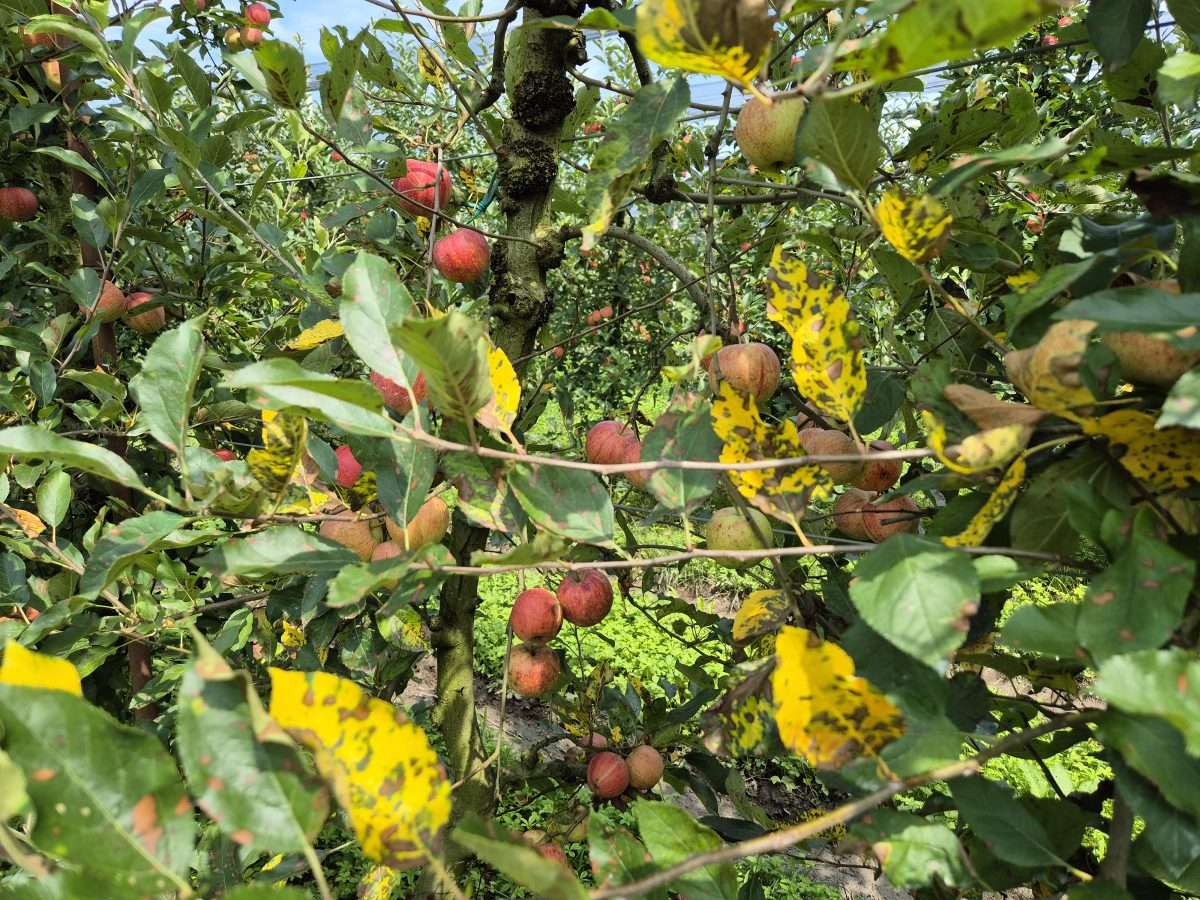 18.12.2025 –  GLOMERELLA & ABR: gravi emergenze per il biologico. Come difendersi ?