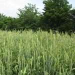 Frumento da pane, tredicesima puntata