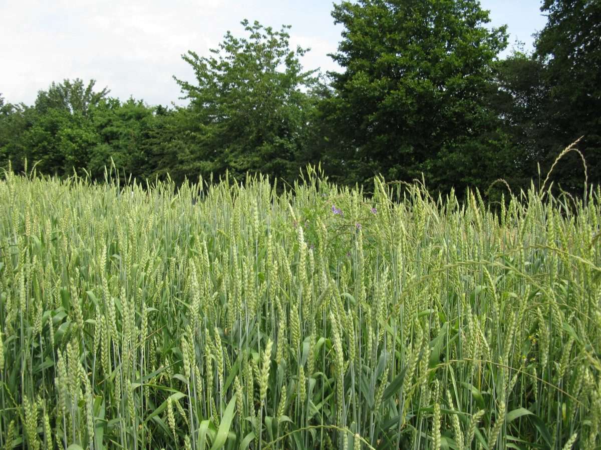 Frumento e pane: settima puntata