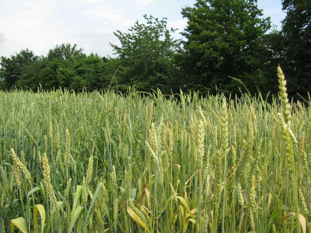 Frumento e pane: ottava puntata