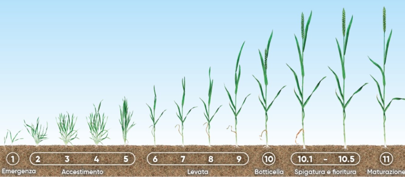 Frumento e pane, decima puntata: la fertilizzazione azotata