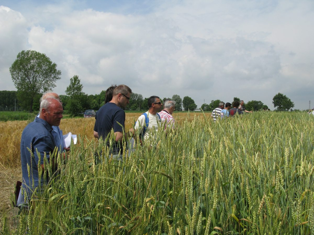 Frumento e pane: nona puntata