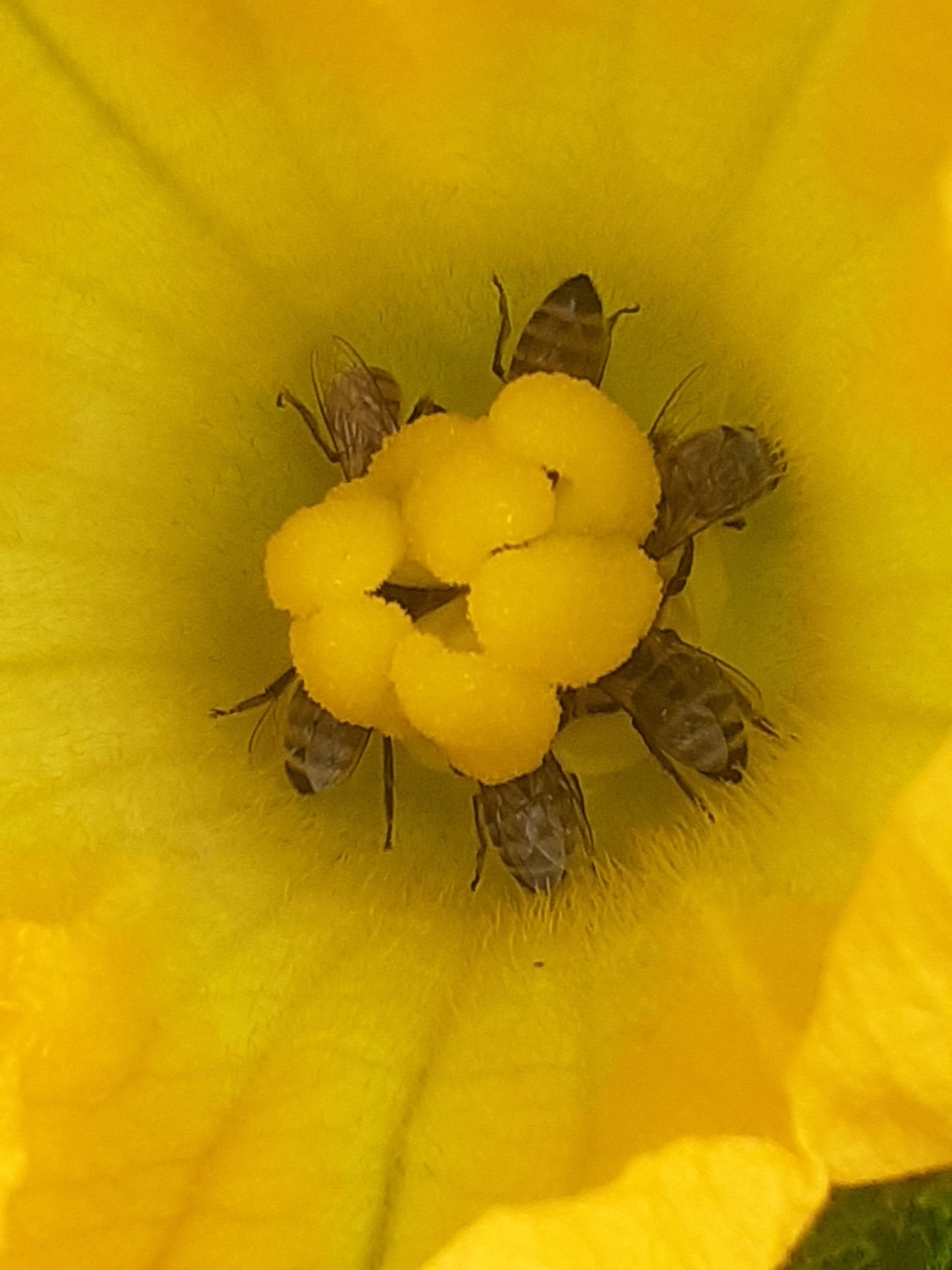 05.03.2026 – Esperienze pratiche di Autoproduzione delle Sementi Orticole in alcune aziende friulane