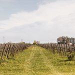 21.03.2026_Corso pratico di potatura della vite per professionisti e curiosi