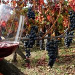 Si può fare viticoltura bio in Friuli Venezia Giulia?