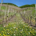 Si può fare viticoltura bio in Friuli Venezia Giulia? Puntata n.2