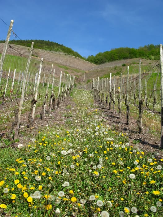 Si può fare viticoltura bio in Friuli Venezia Giulia? Puntata n.2