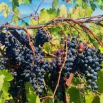 Si può fare viticoltura bio in Friuli Venezia Giulia? Puntata n.3