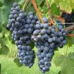 Si può fare viticoltura bio in FVG? Puntata numero 6