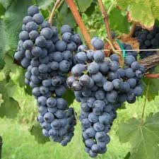 Si può fare viticoltura bio in Friuli Venezia Giulia? Puntata n.5