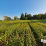 Visita delle prove sperimentali dell’Azienda Servadei