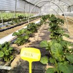 Visita in campo catalogo: patata primaticcia in ambiente protetto