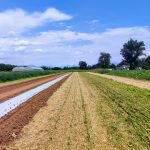30.07.2026_GIORNATA DIMOSTRATIVA TRAPIANTO SU PACCIAMATURA VERDE – PROGETTO SOrBioTraP