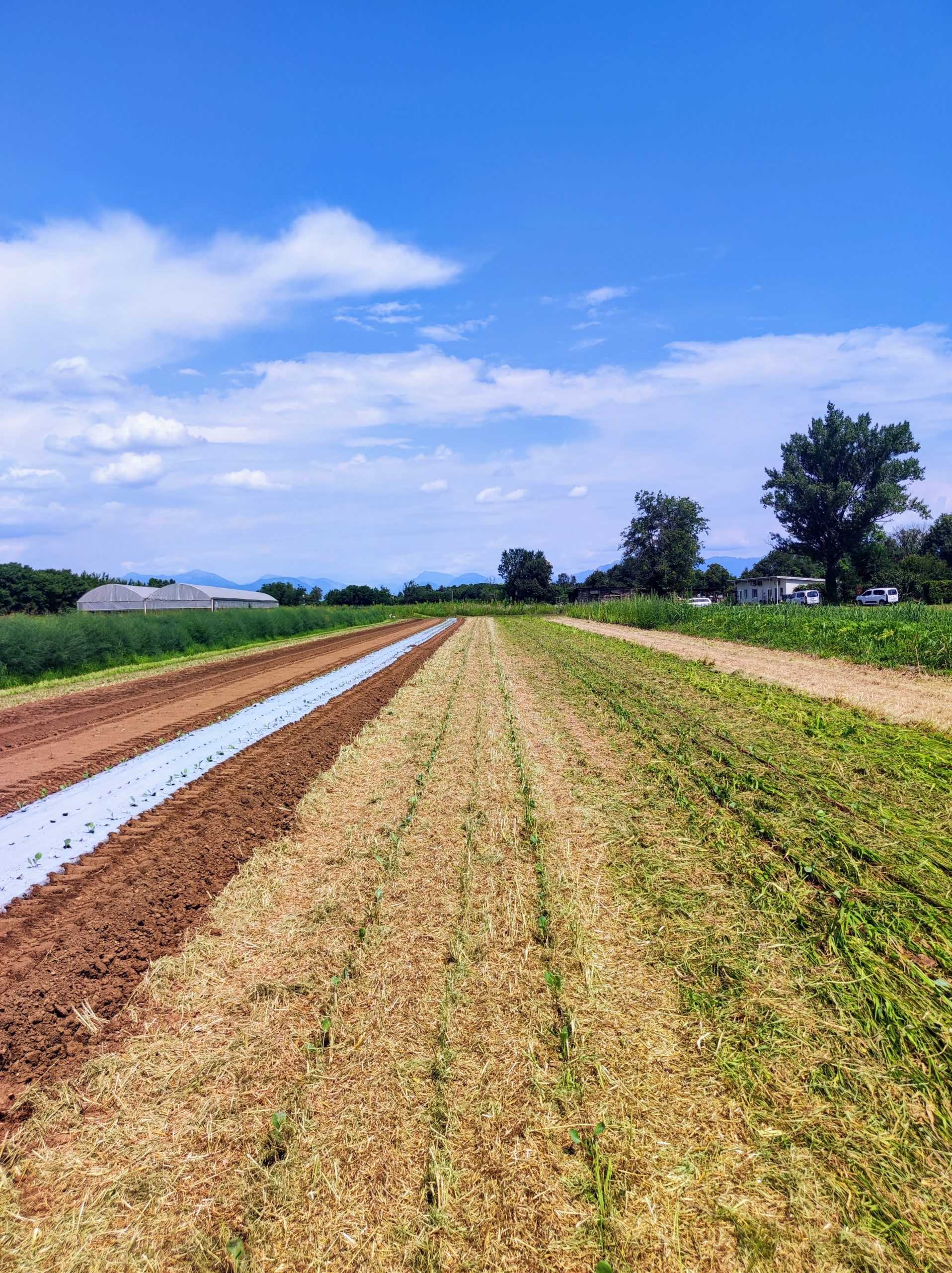 30.07.2026_GIORNATA TRDIMOSTRATIVA APIANTO SU PACCIAMATURA VERDE – PROGETTO SOrBioTraP