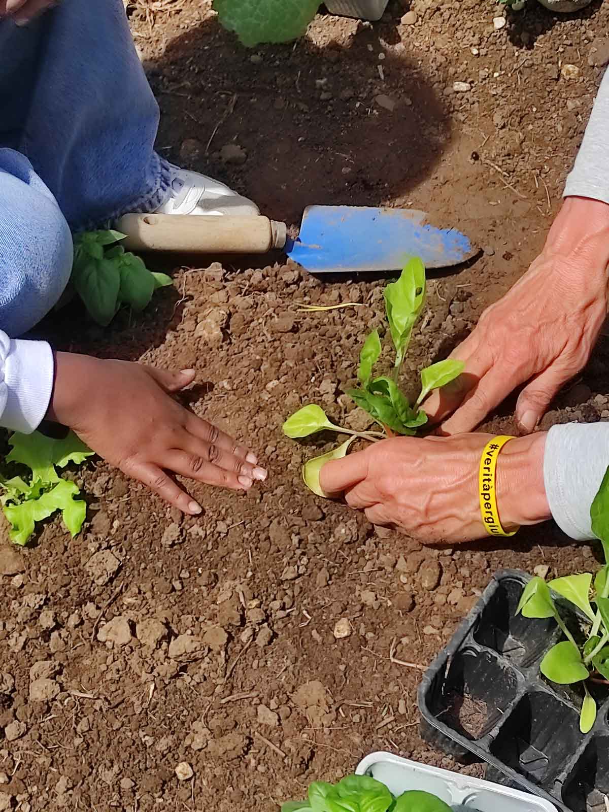 Trapianti in terra - Progetto ASSE