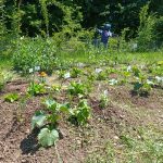 10.09.2026_Dalla teoria di un’alimentazione sana alla pratica di una cultura ambientale, alimentare e biologica