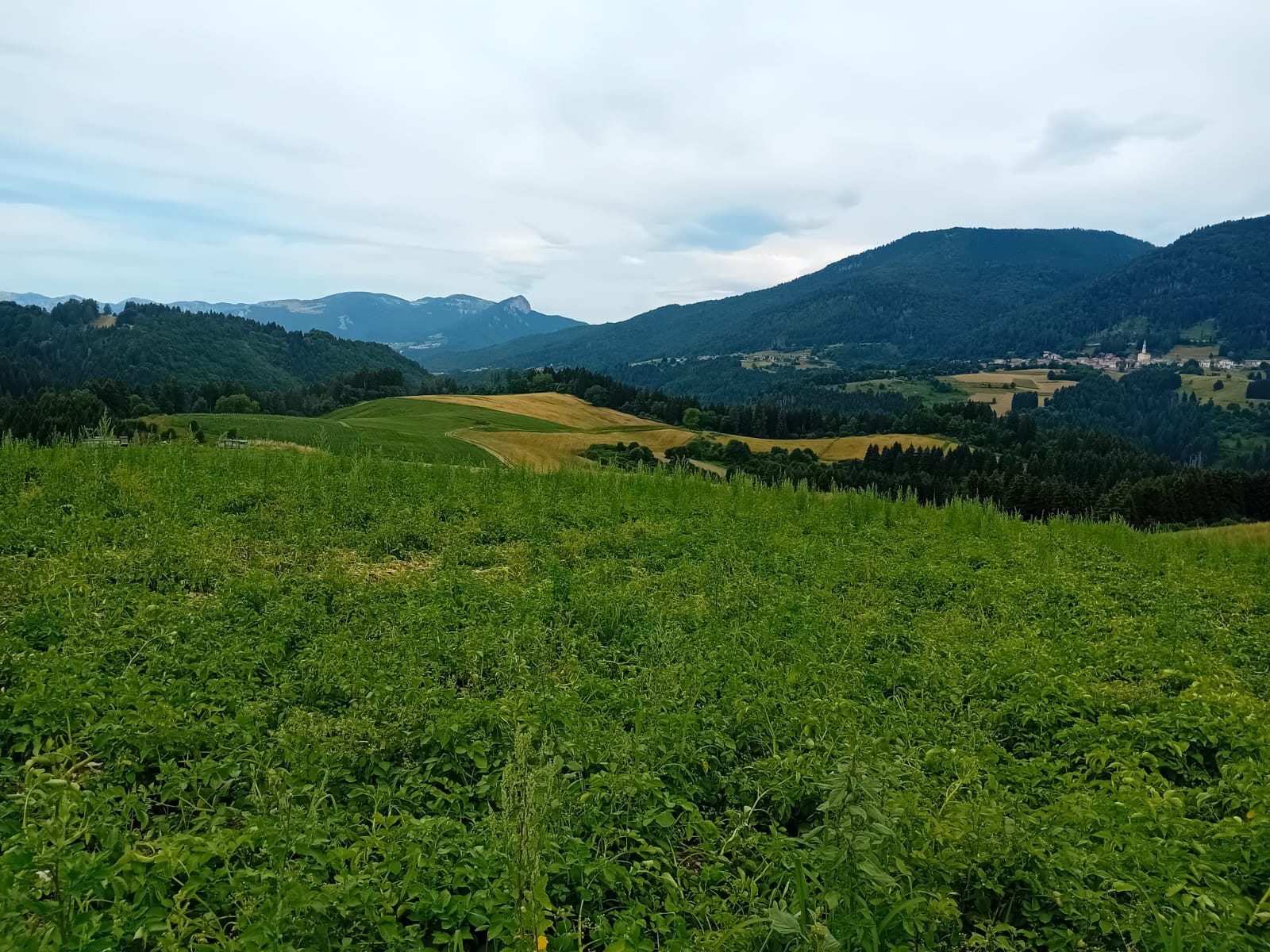 03.08.2026_INCONTRO TECNICO: VISITA AZIENDA AGRICOLA BIOLOGICA “BIOFATTORIA BISELE”
