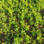 Vita nei Campi: “Sovesci autunno vernini”