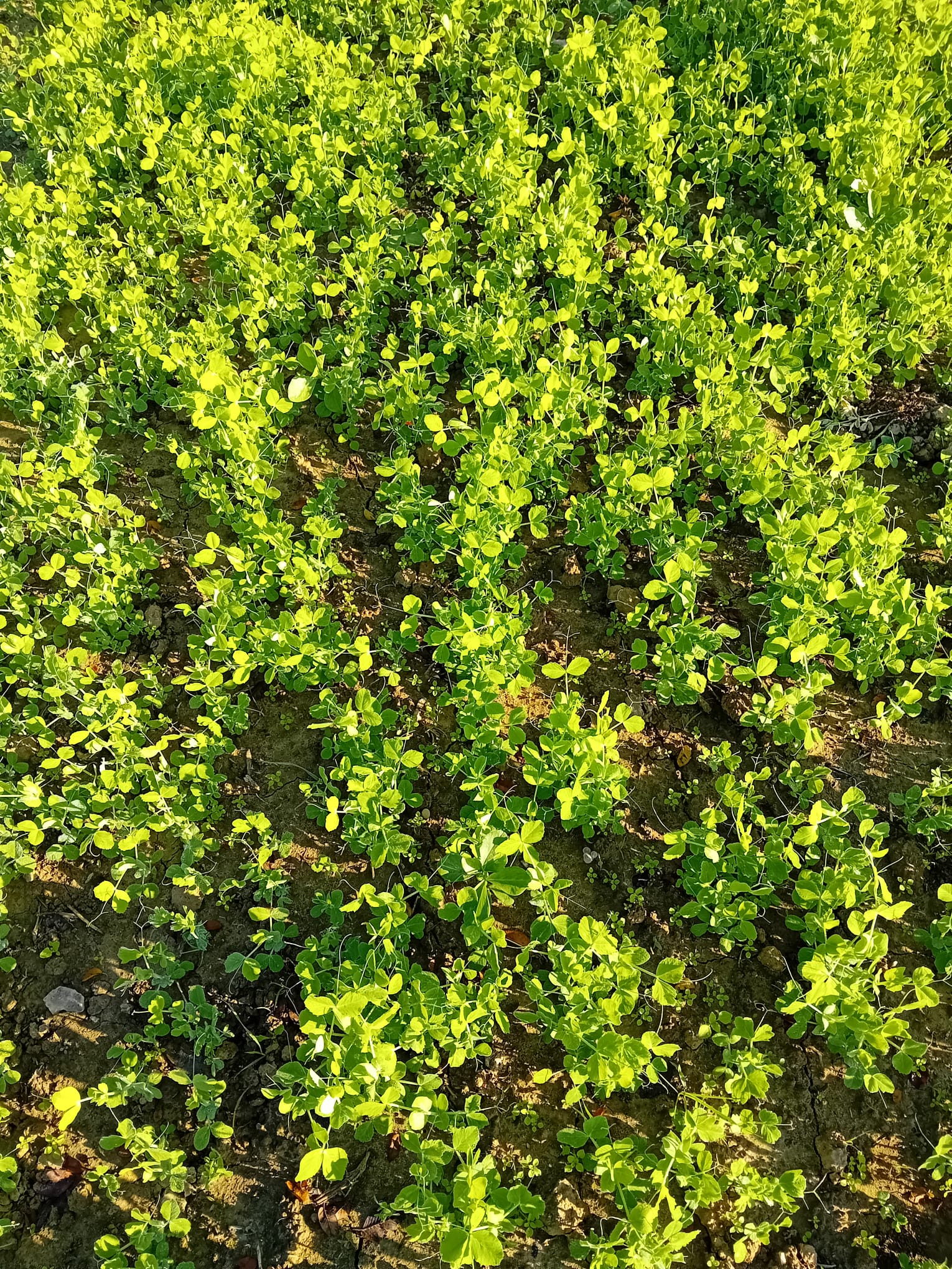 Vita nei Campi: “Sovesci autunno vernini”
