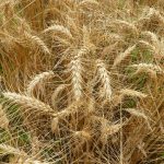 Vita nei Campi: La semina del frumento (bio) non inizia in autunno, ma molto prima