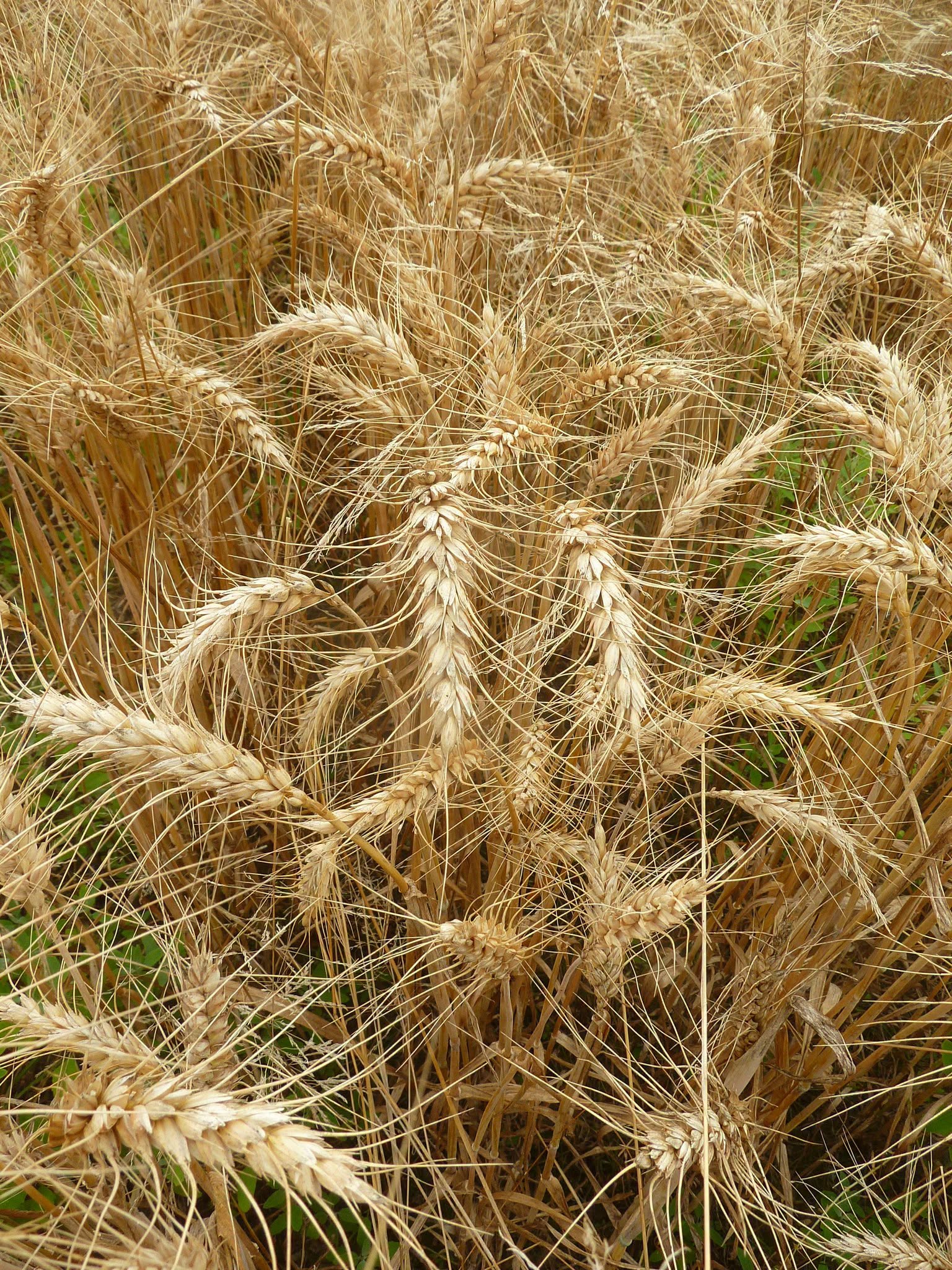 Vita nei Campi: La semina del frumento (bio) non inizia in autunno, ma molto prima