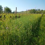 06.11.2026_Coltivare la fertilità: la gestione agronomica del vigneto nel post-vendemmia